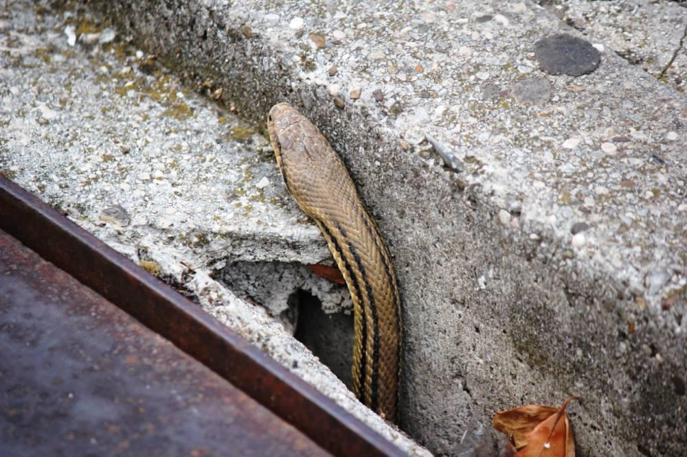 Berači šparoga, oprez: Evo što učiniti ako u prirodi naiđete na zmiju