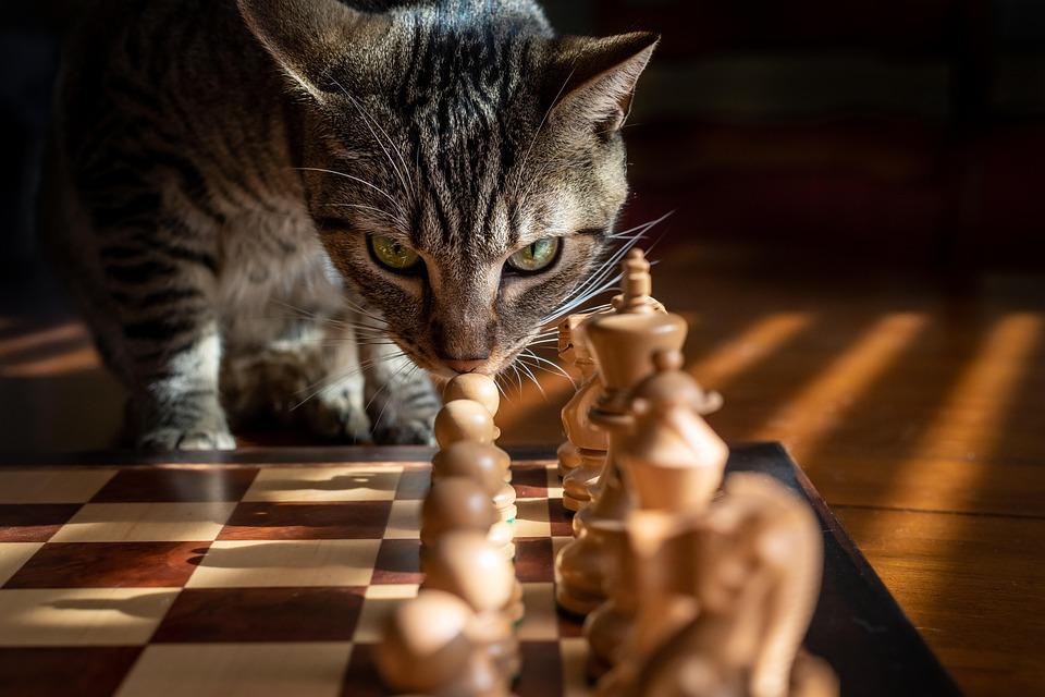 Savjeti veterinara: Zašto mačke ruše stvari i kako ih u tome zaustaviti
