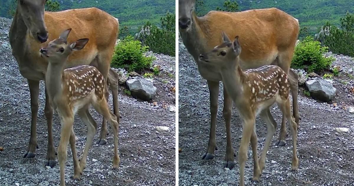 Bambi s mamom u NP-u Paklenica nešto je najslađe što ćete danas vidjeti 