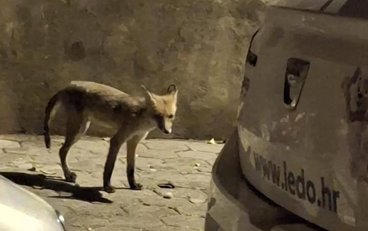 Nesvakidašnja, ali sve češća scena u Šibeniku: Mlada lisica ponovno u noćnoj potrazi za hranom