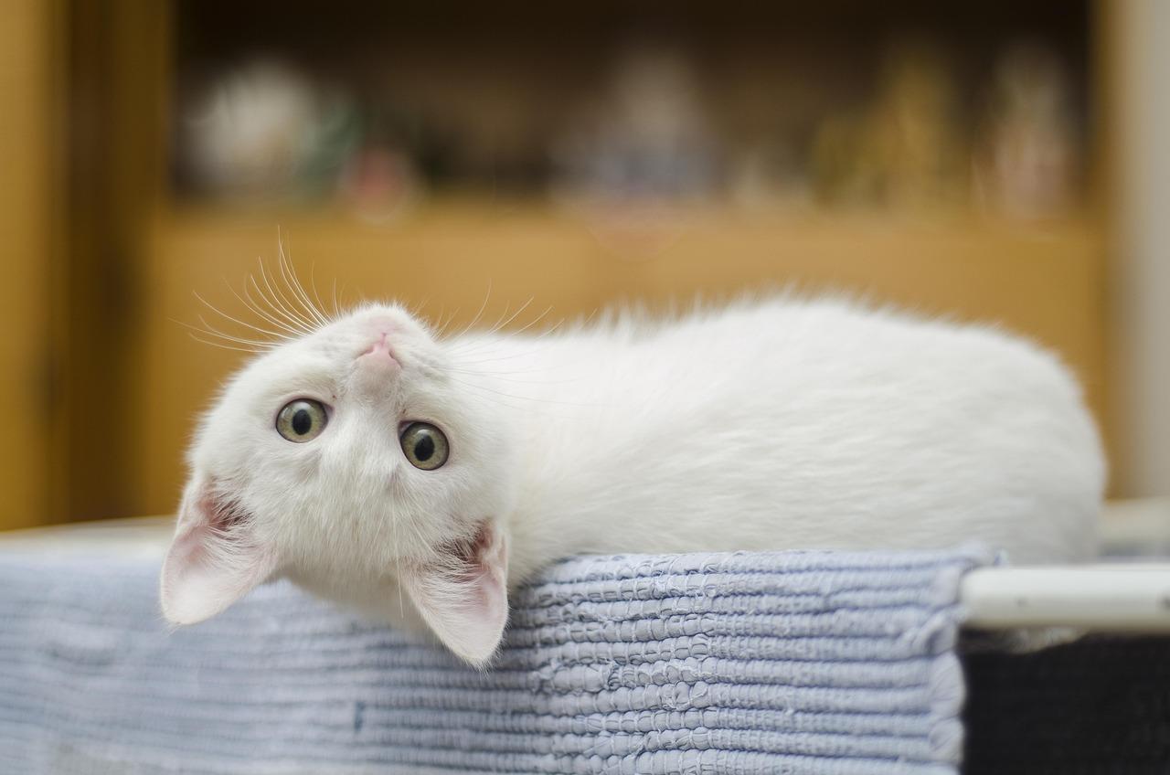 Mačje ludilo u tri ujutro: Veterinari objašnjavaju zašto vaši ljubimci polude noću