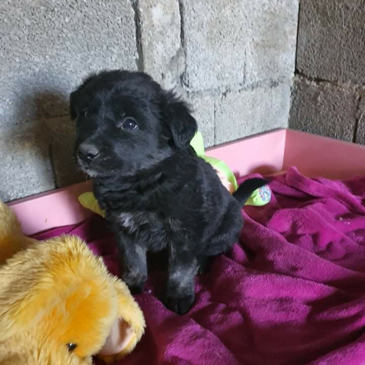 Netko je u gradu odbacio ove tri njuškice stare tek dva mjeseca: Štenci traže siguran dom 