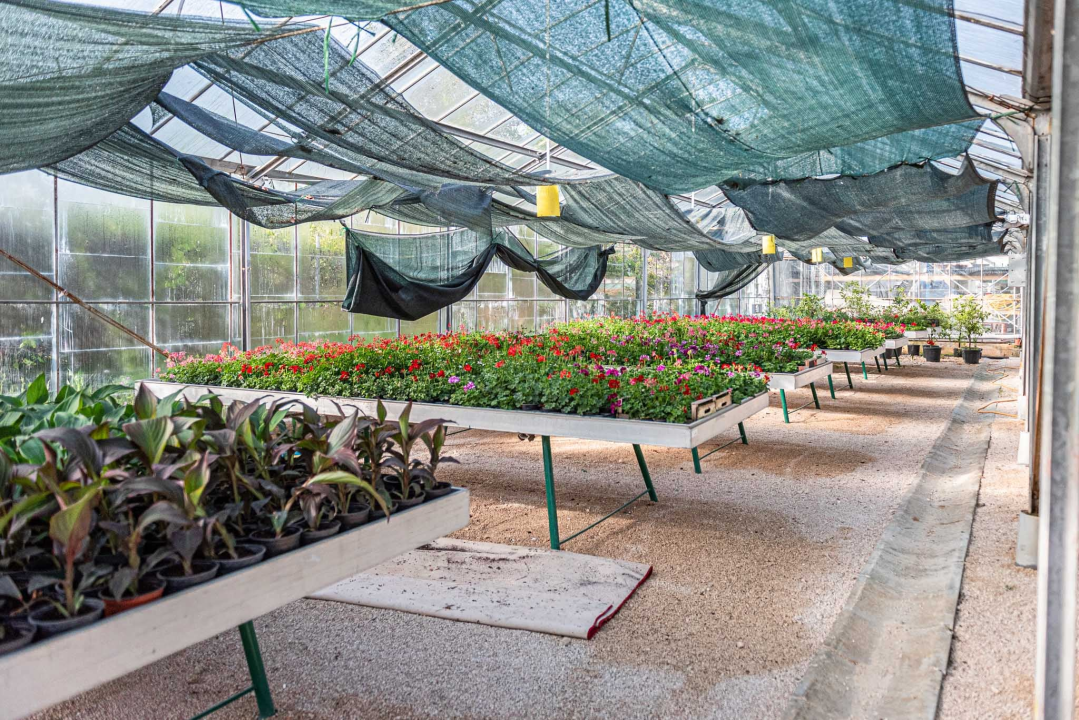 Zeleni grad pripremio dvije tisuće sadnica koje će podijeliti građanima: pelargonije, petunije, vodenike, gazanije…