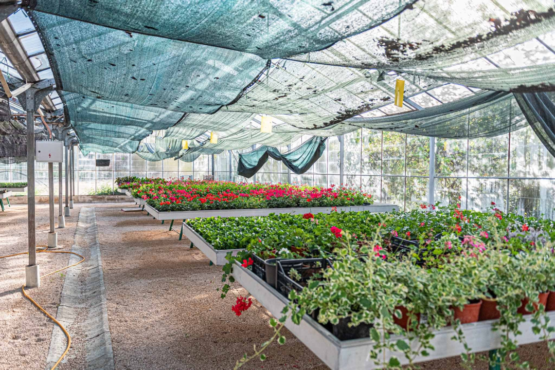 Zeleni grad pripremio dvije tisuće sadnica koje će podijeliti građanima: pelargonije, petunije, vodenike, gazanije…