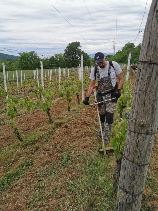 Tko je zapravo Marko Jelić? Obiteljski čovjek, znanstvenik, vinogradar i zaljubljenik u svoj kraj…