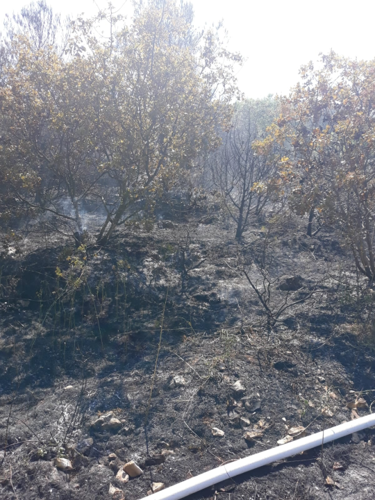 Spaljivanje travi u Brodarici otelo se kontroli: Vatra ipak nije stigla do kuća i borove šume