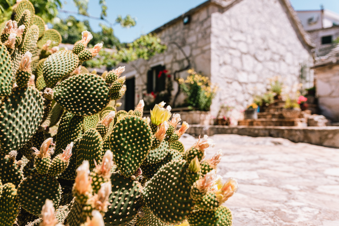 Don Stipe Perkov objavio ‘Razgovore (ne)ugodne puka primoštenskoga’: Riječima su, kao s kamenom, gradili suhozid prošlosti!