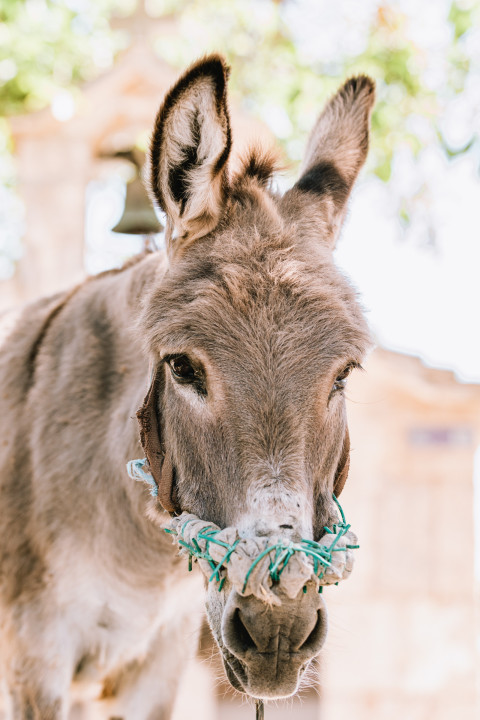 Don Stipe Perkov objavio ‘Razgovore (ne)ugodne puka primoštenskoga’: Riječima su, kao s kamenom, gradili suhozid prošlosti!