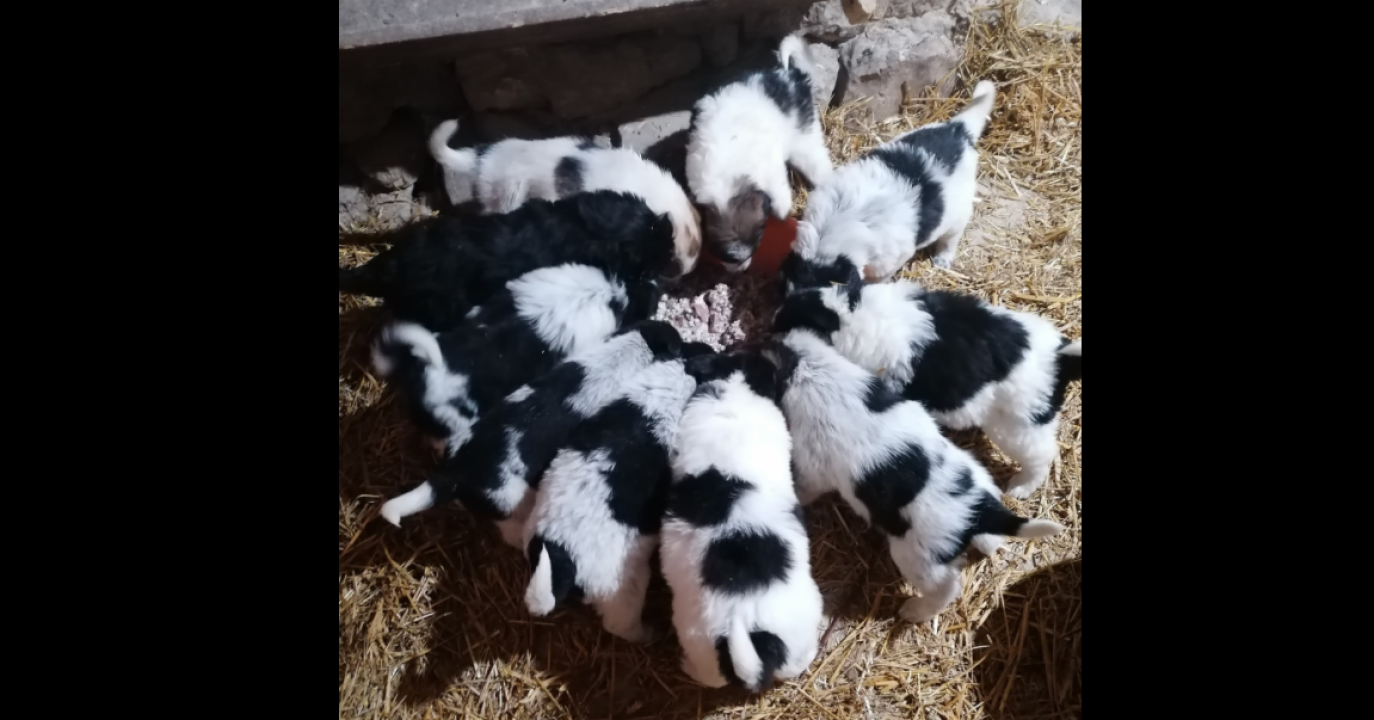 Kninska udruga Berta pred zidom: U samo jednom danu 19 odbačenih štenaca koje sad treba othraniti