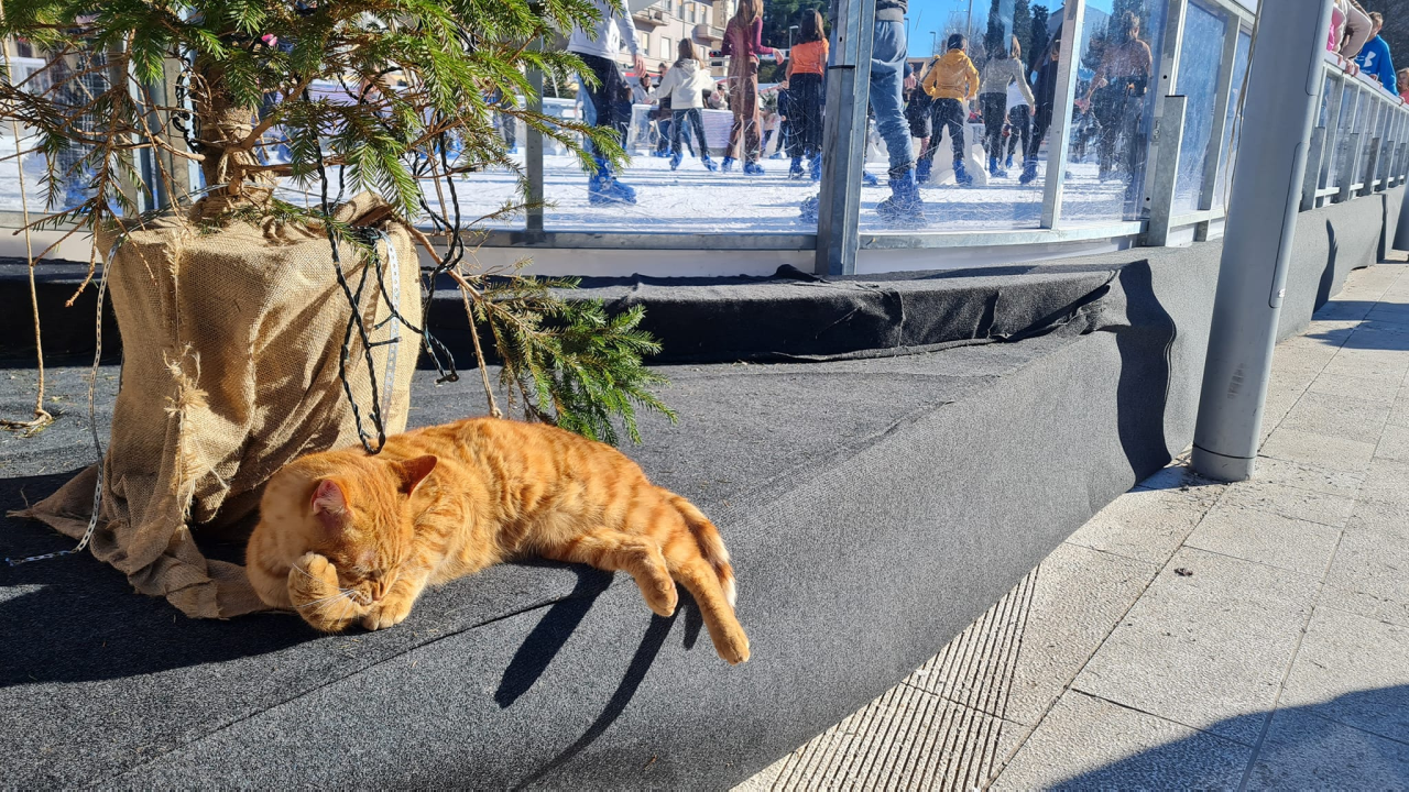 Debeljuškasti mačak ne zna da klizalište na kojem se udomaćio odlazi za par dana: Hrani li ga netko zimi ili mu je potreban novi dom?