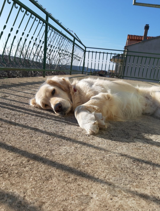 Najomiljenija pasmina na svijetu slavi svoj dan: Evo fotografija vaših zlatnih retrivera  