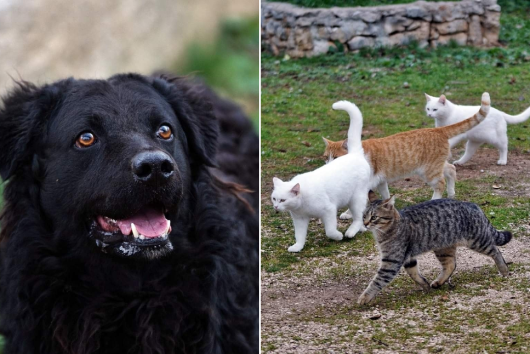 U selu kod Šibenika preminuo vlasnik umiljatog psa i devet maca: Životinje ostale bez ikoga, traže se novi domovi