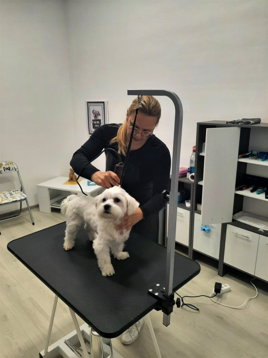 Salon za šišanje pasa Luki pružit će najbolju njegu vašim ljubimcima!