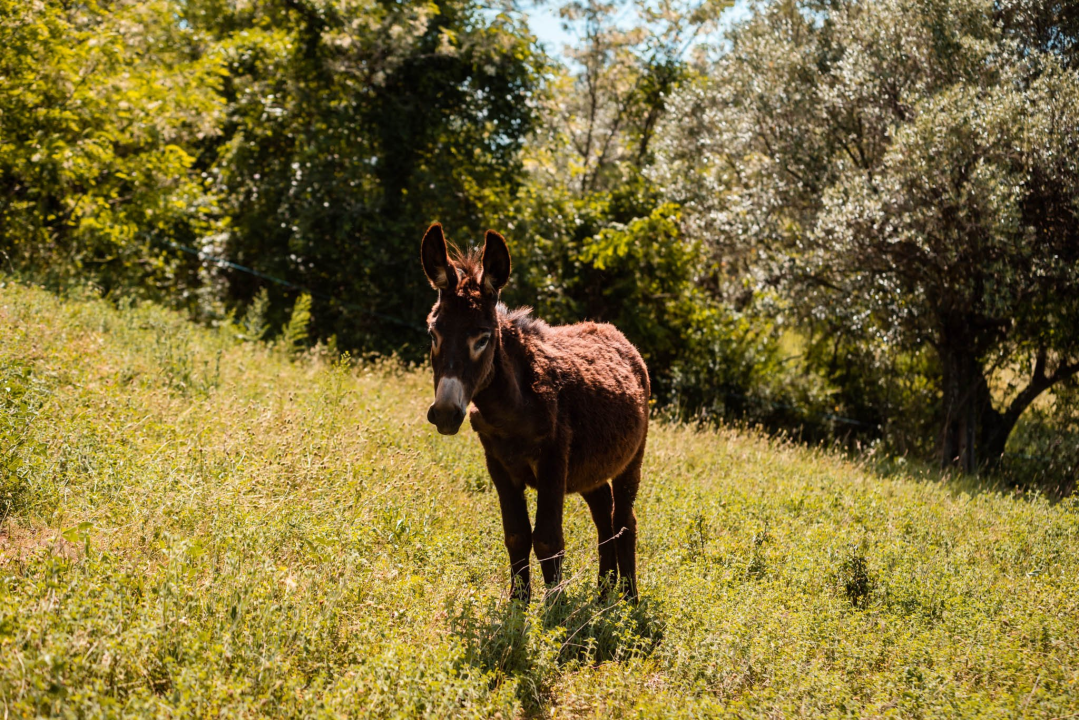Ante Dujić prvog magarca kupio je kao ljubimca, a danas u Ićevu ima farmu i uhodan posao 
