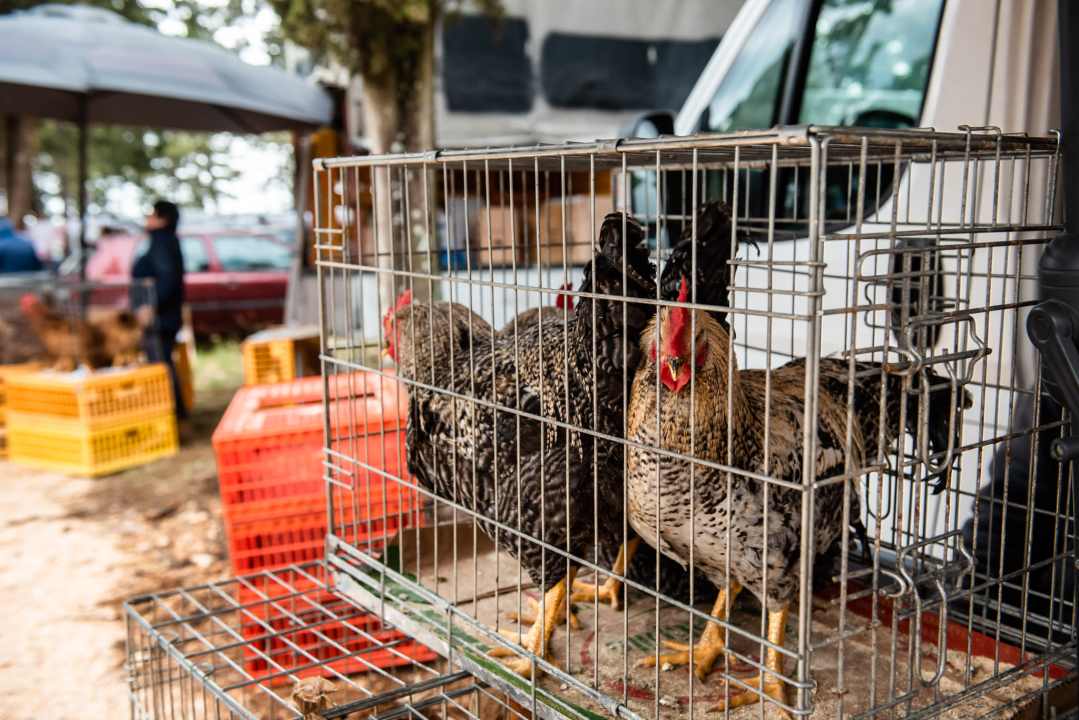 Bili smo na Benkovačkom sajmu: Najtraženija 'roba' su CD-evi Thompsona i Bulića, a za prasetinu se čeka red