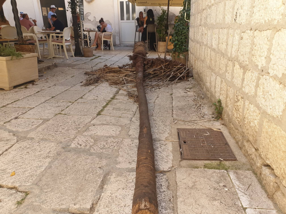 Zeleni grad uklonit će suhe palme s 'Trga 4 štekata': Jučer je jedna pala posred lokala na dječje igralište 