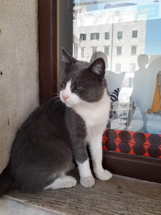 Jednoj šibenskoj maci hitno potreban smještaj: 'Osam godina proveo je na lokaciji na koju ga više ne možemo vratiti'