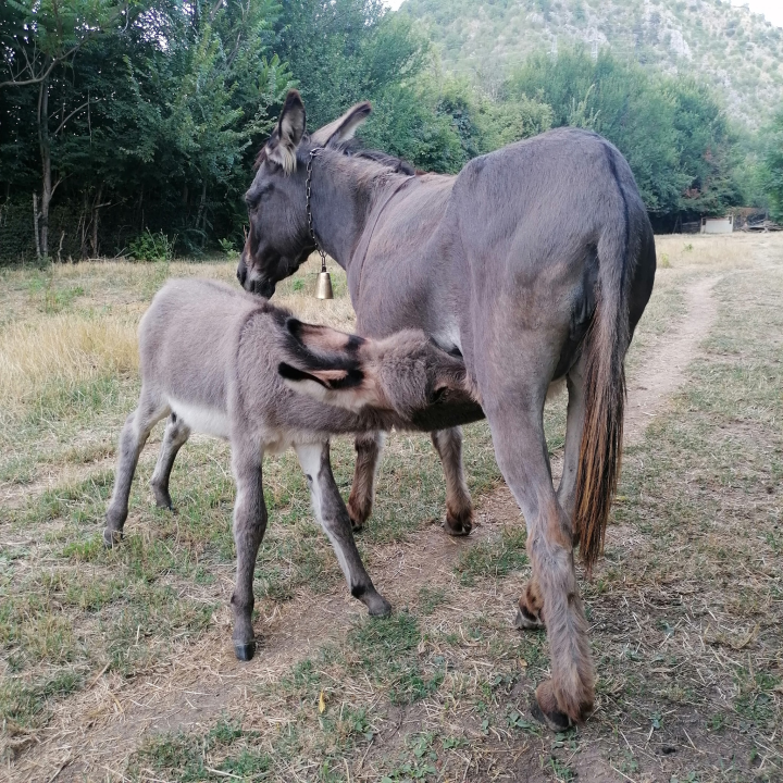 Paško je ljubav prema magarcima pretvorio u obiteljski posao: 'Kćer će mi biti dostojna zamjena na utrkama'