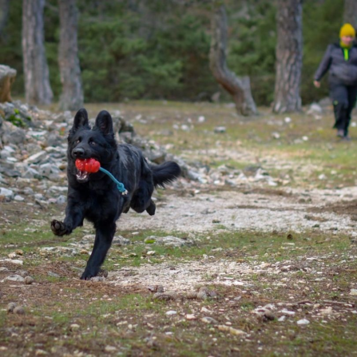 Psi su jako važni u potražnim akcijama, a ovako izgleda trening mladih pasa i štenaca