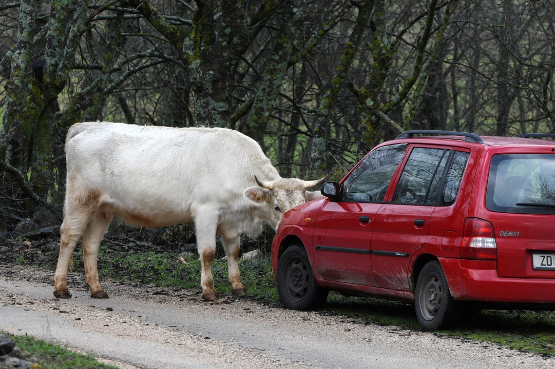 Tko je jači, krava ili auto: Junica kod Ervenika opasno zajunila na limenog ljubimca 