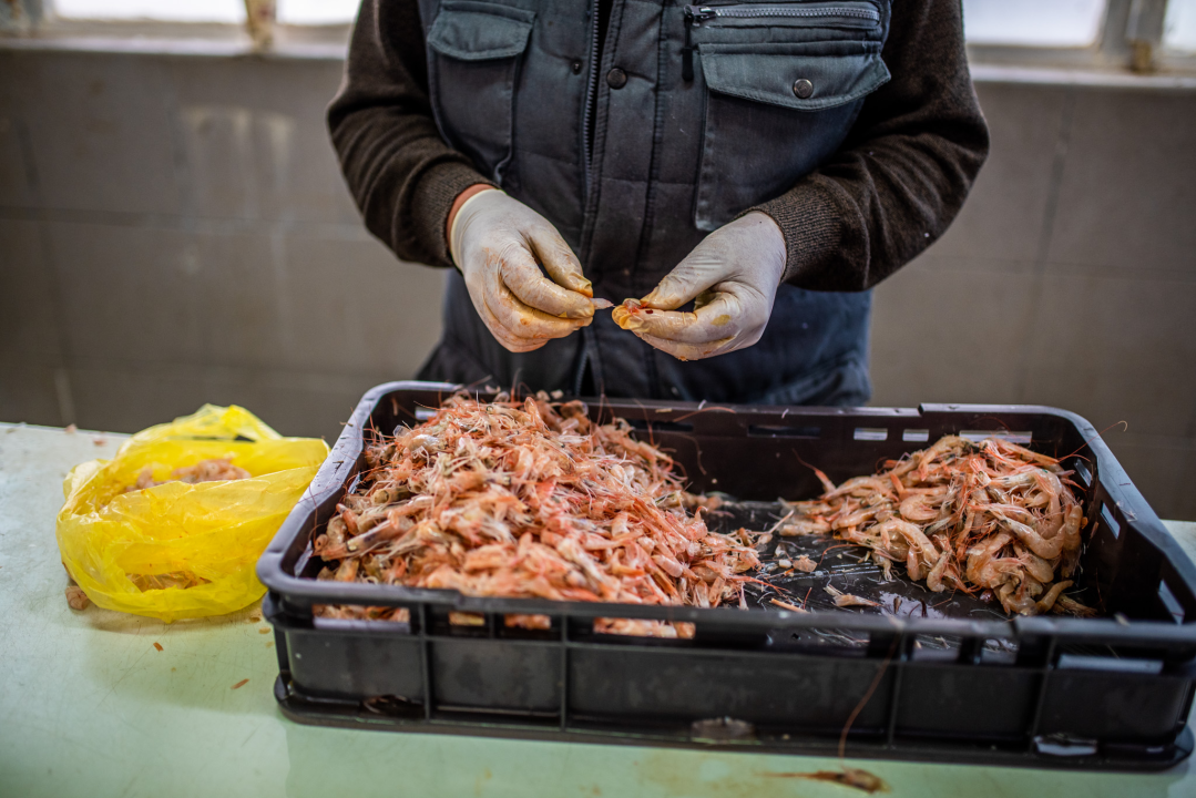 Jutros se na šibenskoj pijaci jasno vidjelo da je petak: Peškarija puna, na zelenom dijelu pustoš 