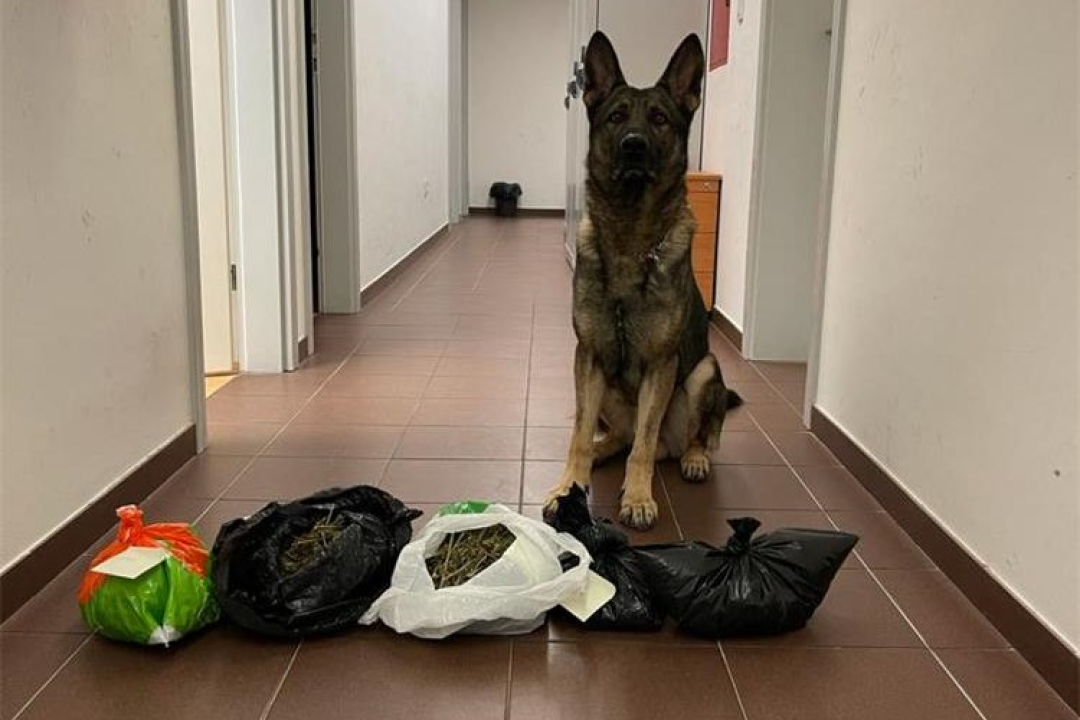 Boy, noćna mora dilera: U Šibeniku policijski pas nanjušio popriličnu količinu droge