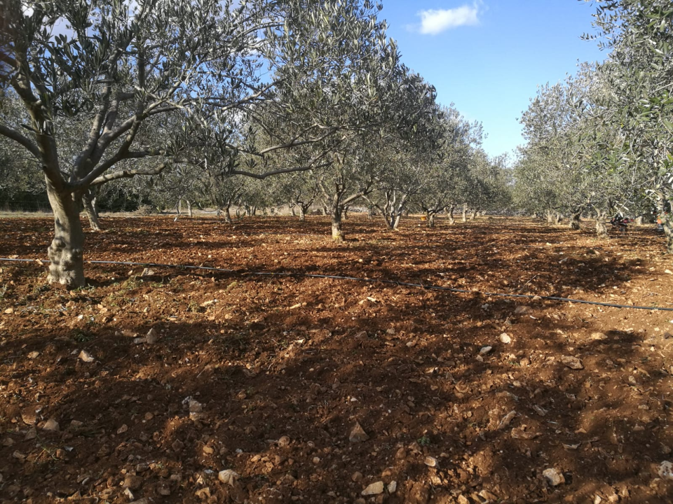 OPG Ivić od hobija postao obiteljski posao prepoznat u svijetu: 'Mnogo je truda i odricanja, ali priznanja daju vjetar u leđa'