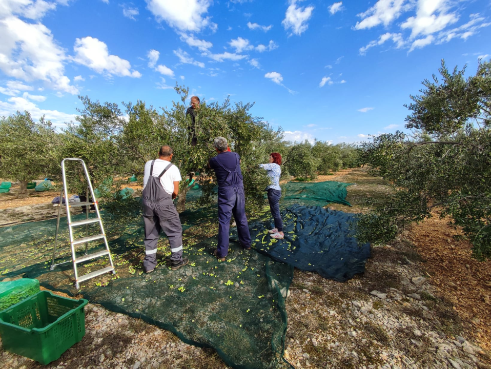 OPG Ivić od hobija postao obiteljski posao prepoznat u svijetu: 'Mnogo je truda i odricanja, ali priznanja daju vjetar u leđa'