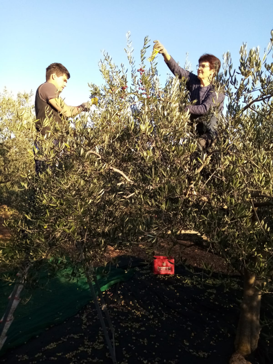 OPG Ivić od hobija postao obiteljski posao prepoznat u svijetu: 'Mnogo je truda i odricanja, ali priznanja daju vjetar u leđa'