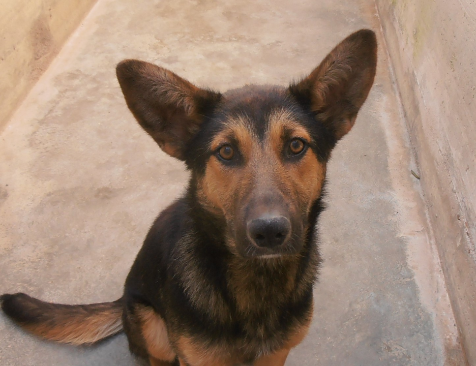 Mona traži dom: 'Ona treba ljude koji će imati volje, želje i ljubavi za ovo divno biće' 