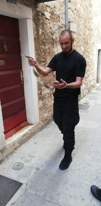 Denis Periša Darkman spasio još jednog kravosasa iz centra Šibenika: To je već treći ove sezone