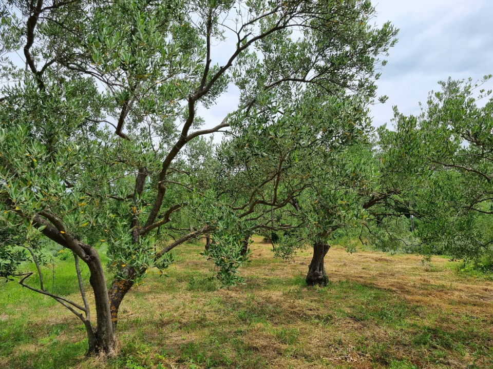 Uručeni eko certifikati za proizvođače iz Skradina i Tribunja 