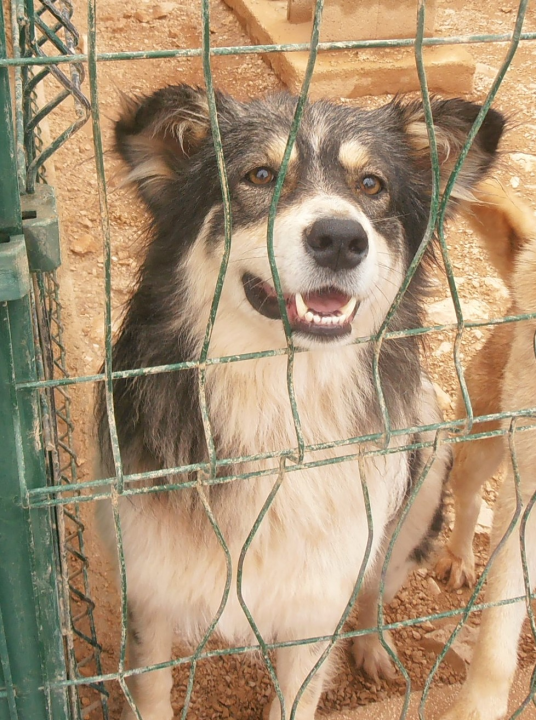 Sara traži nekog posebnog: Ona je izrazito umiljata, dobre ćudi, smirena i staložena 
