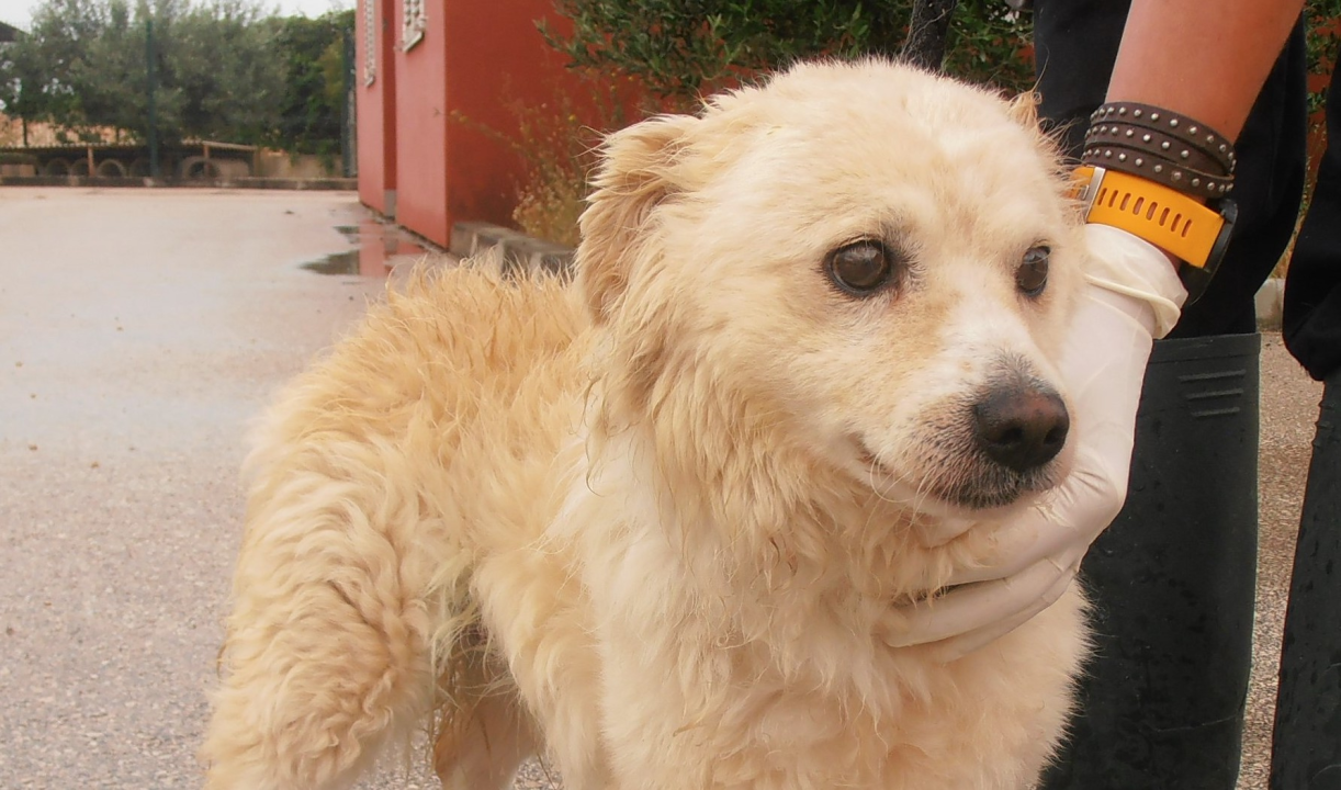Dingo traži novi dom: 'On je prilagodljiv, brzo uči i odgovarao bi svakome tko bi mu pružio šansu' 