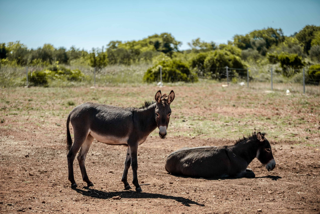 Za magarce na farmi 'Ćušin raj' brine se cilo misto: 'Mještani donose hranu, a djeca zaborave na mobitele'