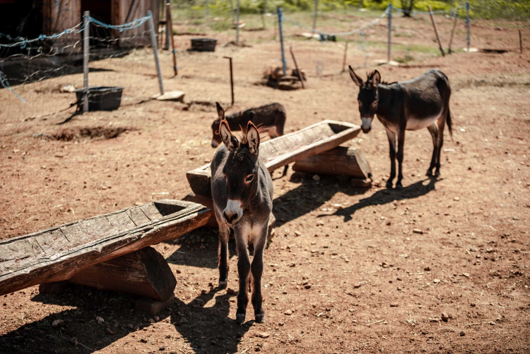 Za magarce na farmi 'Ćušin raj' brine se cilo misto: 'Mještani donose hranu, a djeca zaborave na mobitele'