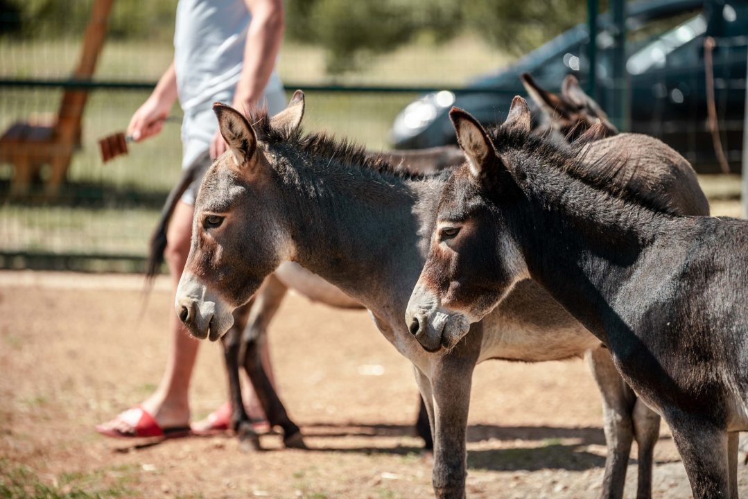 Za magarce na farmi 'Ćušin raj' brine se cilo misto: 'Mještani donose hranu, a djeca zaborave na mobitele'
