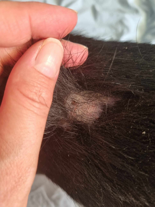 Lutajući kangali napali psa u Njivicama dok ga je stariji muškarac šetao na povodcu: 'Zagrizao ga je za kičmu'