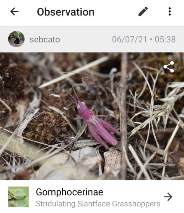 U Dubravi kraj Šibenika snimljen rozi skakavac: 'Riječ je o ne tako rijetkoj genetskoj mutaciji' 