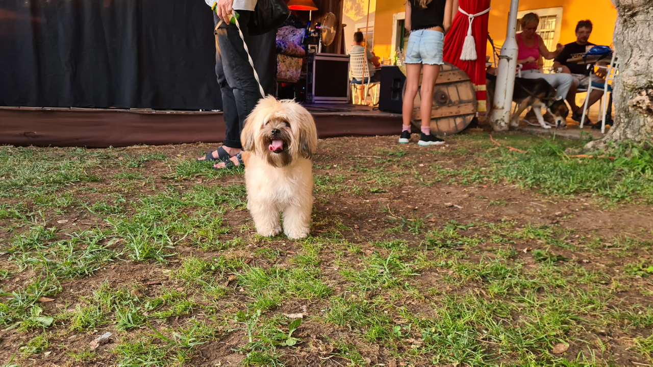 U Šibeniku izabrani najljepši psi mješanci