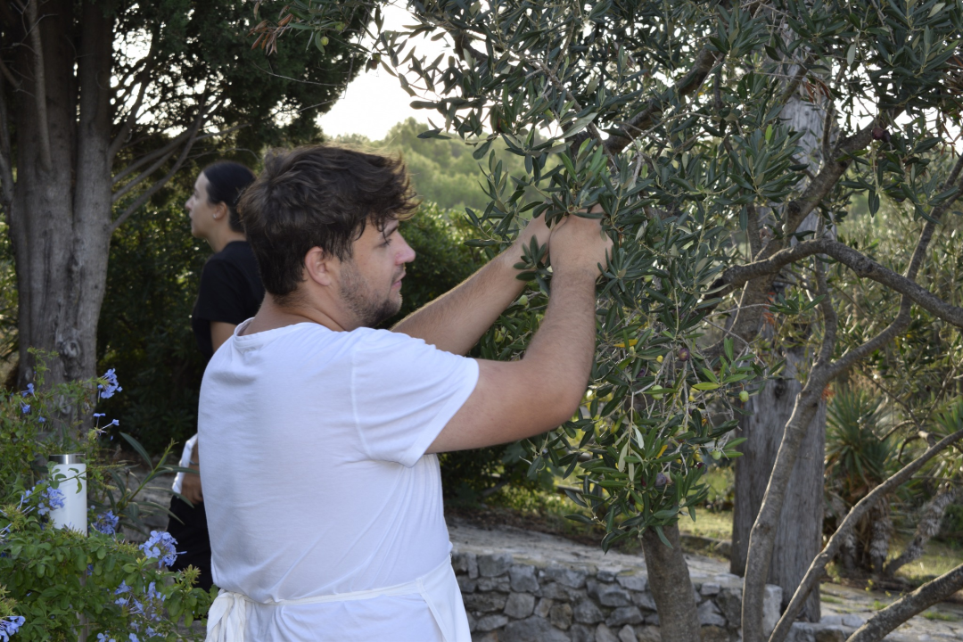 Masline su obrane, površine su zazelenjene, a Murter je čišći 