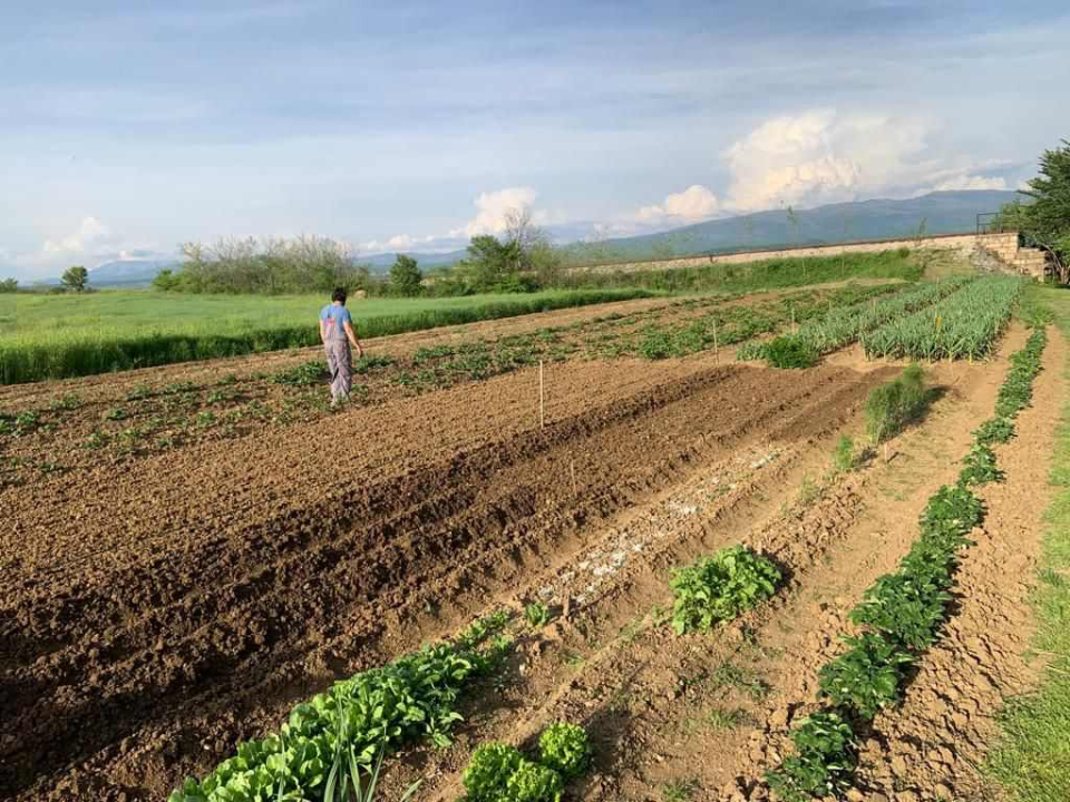  Obitelj Beader na Petrovom polju uzgojila batat težak 4,2 kilograma: 'Ovaj kraj ima toliko neiskorištenog potencijala'