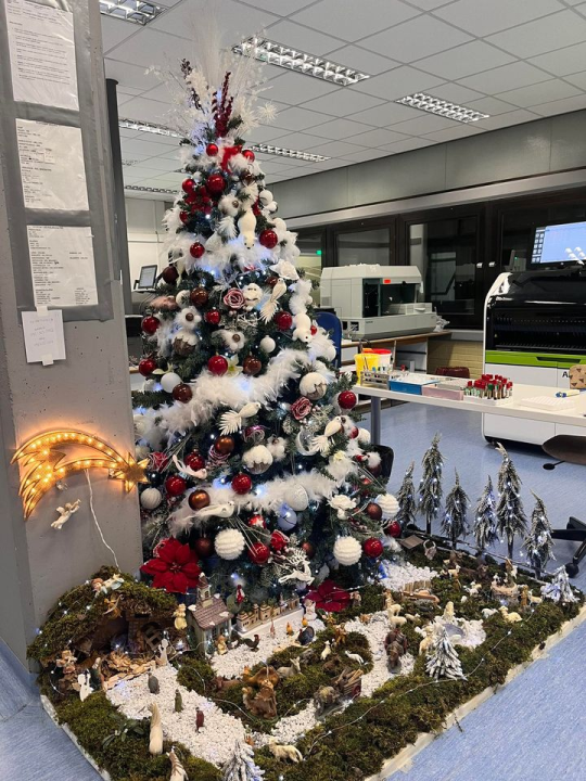 Provjerite tko su pobjednici izbora za naj jelku!