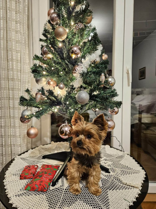 Provjerite tko su pobjednici izbora za naj jelku!