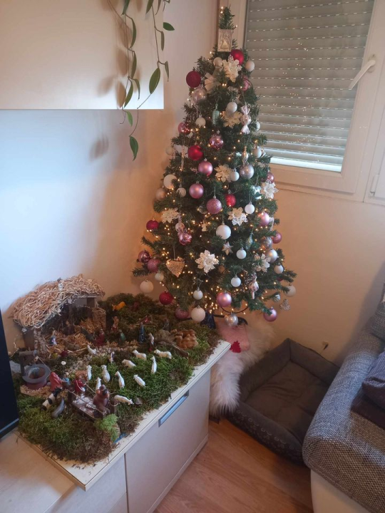 Provjerite tko su pobjednici izbora za naj jelku!