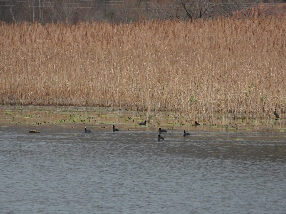 Zimsko prebrojavanje ptica vodarica u NP Krka: Najviše je liski, zabilježeno još 20 vrsta