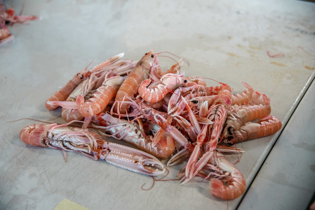 Šibenska peškarija danas nudi hamu, ribu na rubu istrebljenja u Jadranu
