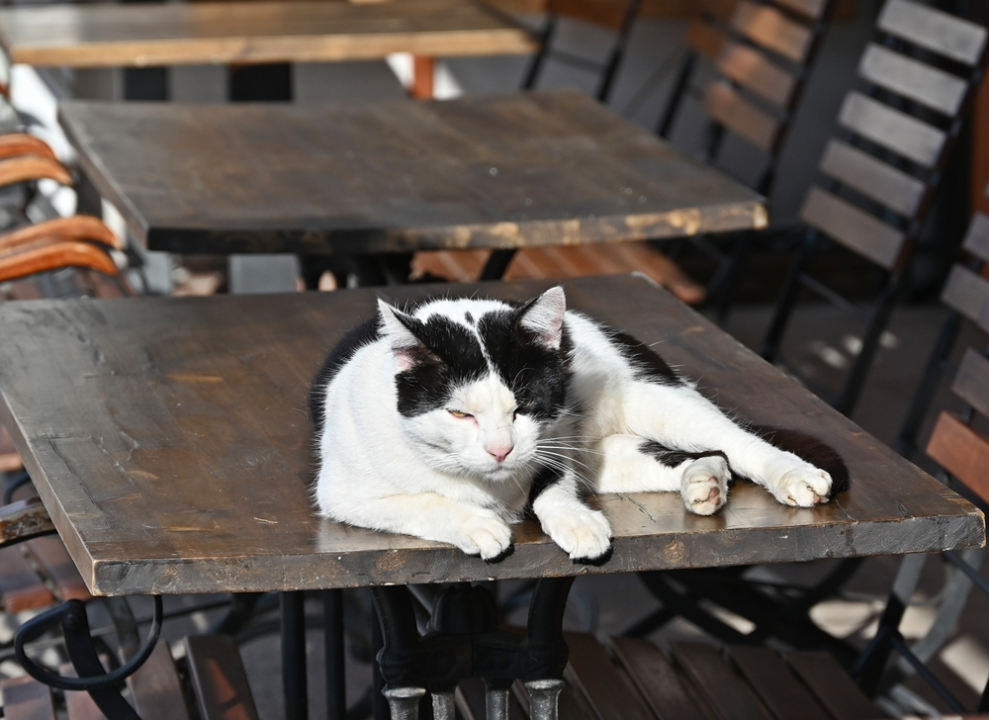 FOTO Đir po gradu, nedjelja 4. veljače