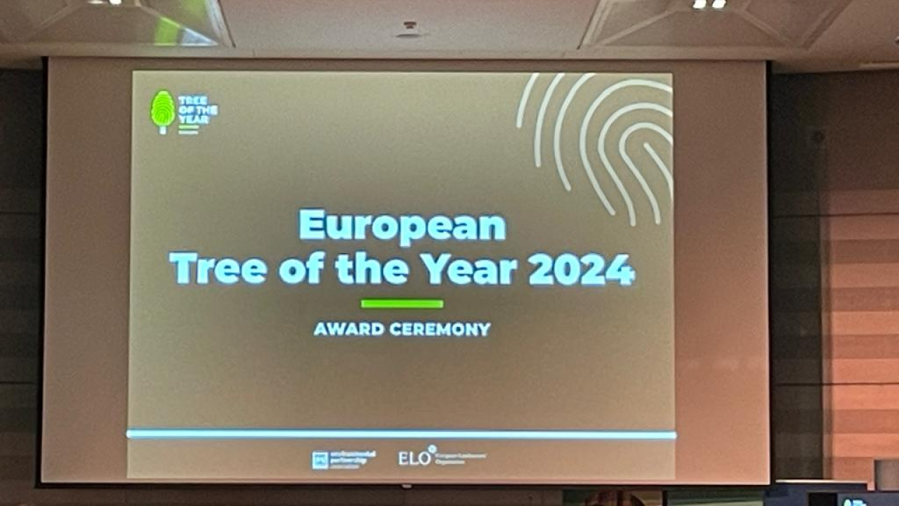 Srce vrta, iznimna poljska bukva, Europsko je stablo godine 2024. 