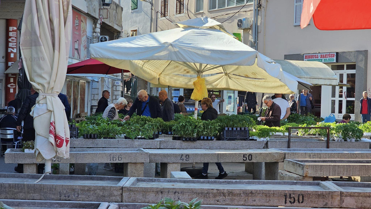 Sadnice pomidora hit na šibenskoj pijaci: 'Svi se bacili u poljoprivredu, sade po balkonima'
